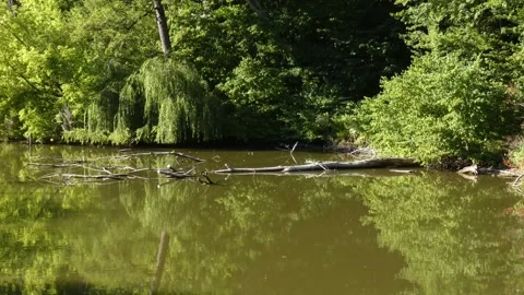 Fallen tree trunk log in river lake Stock Footage 339351560
