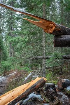 Fallen tree trunk in a lush forest environment after a winter storm. Stock Photos