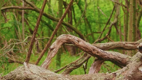 Fallen tree trunk in a lush green forest environment Stock Footage 325751380