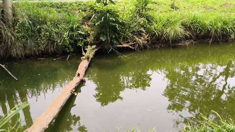 Fallen tree trunk lying across green calm river in tropical area 库存影片 347842726