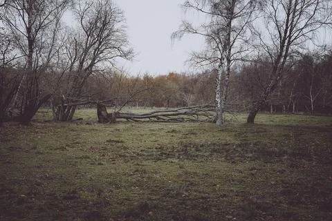 Fallen Tree Trunk Lying Across a Barren Meadow in a Cold, Overcast Forest Stock Photos