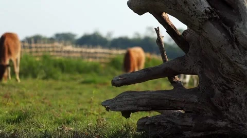 Fallen Tree Trunk in Meadow with Grazing Cow in Background Stock Footage 327609410