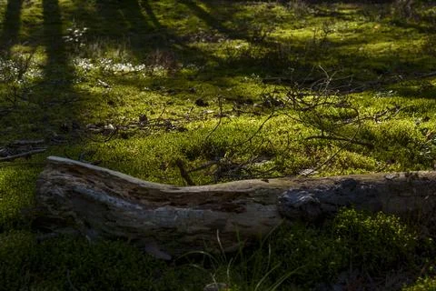 Fallen tree trunk on moss-covered forest floor in sunlight Foto stock