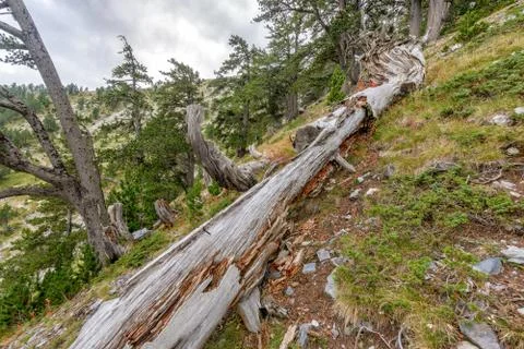 Fallen tree trunk in mountain forest Stock Photos