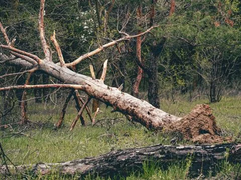 A fallen tree trunk in a natural forest setting Stockfoto's