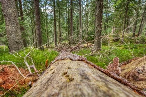 Fallen tree trunk with no bark Stock Photos
