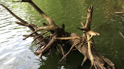 Fallen Tree Trunk Over Green Lake Water Stock Footage 335567589