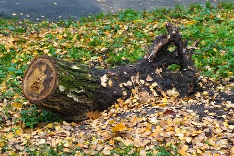 Fallen tree trunk in the park. cut tree trunk with root Stock Photos