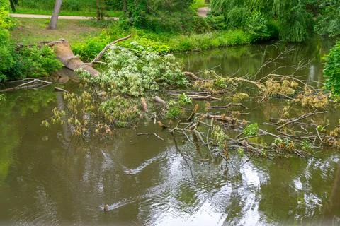 Fallen tree trunk partially submerged across calm river in park Stock Photos