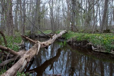 Fallen tree trunk Stock Photos