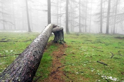 Fallen tree trunk Stock Photos