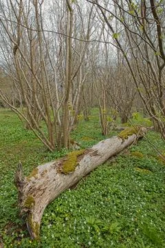Fallen tree trunk. Stock Photos