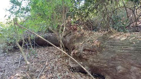 Fallen tree trunk Foto stock
