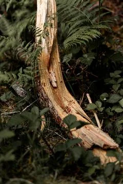 Fallen tree trunk Stock Photos