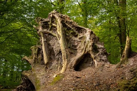 Fallen tree trunk Stock Photos