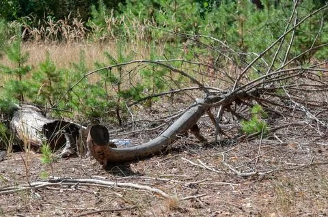 Fallen Tree Trunk in a Pine Forest Stock Photos
