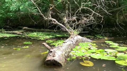 Fallen tree trunk resting in a calm forest stream with floating green lily pads Vidéo 346131311