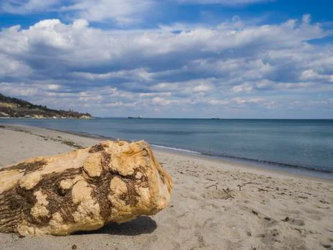 Fallen tree trunk on a sandy beach Stock Photos