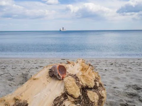 Fallen tree trunk on a sandy beach Stock Photos