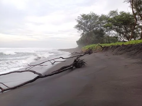 Fallen tree trunk on the seafront 스톡 사진