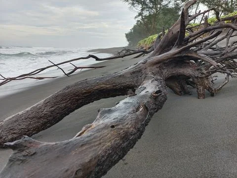 Fallen tree trunk on the seafront 스톡 사진