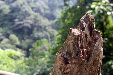 Fallen tree trunk spiky shape on mountain Foto stock