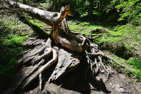 A fallen tree trunk stands next to a mountain trail in the Tien Shan mountain Foto stock