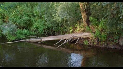 A fallen tree trunk by a stream. Stream banks, nature landscapes, virgin forests Stock Footage 245441955