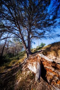 Fallen Tree Trunk on a Sunny Slope in Benidorm 스톡 사진
