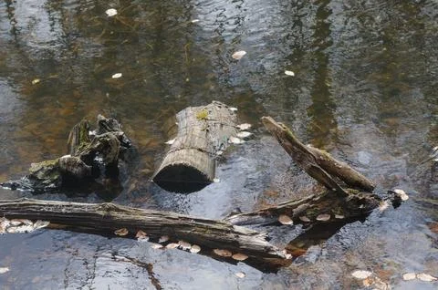 Fallen tree trunk in the water Stock Photos