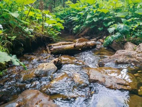Fallen tree trunk in a water stream deep in wild forest. Stock Photos