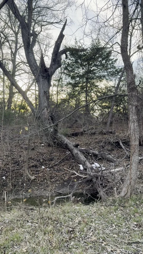 Fallen Tree Trunk in Winter Woods Stock Footage 344601374