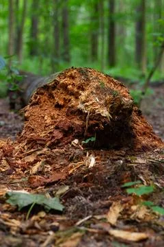 Fallen Tree Trunk In Woods Stock Photos