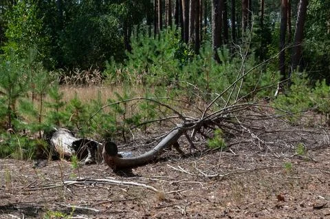 Fallen Tree Trunk in a Young Pine Forest Stock Photos
