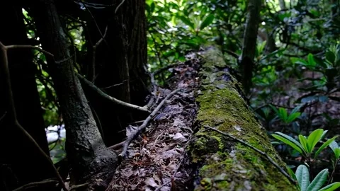 Fallen Tree Trunk_Slow Motion Forward movement and tilt up Stock Footage 243596282