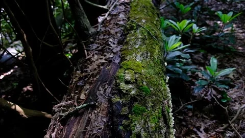 Fallen Tree Trunk_Slow motion tilt up Stock Footage 243594641