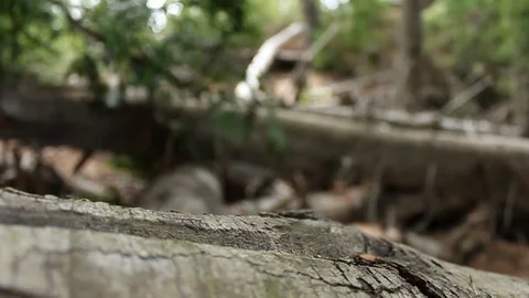 Fallen tree trunks 01 Stock Footage 128461779