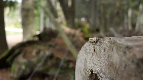 Fallen tree trunks 02 Stock Footage 128461974