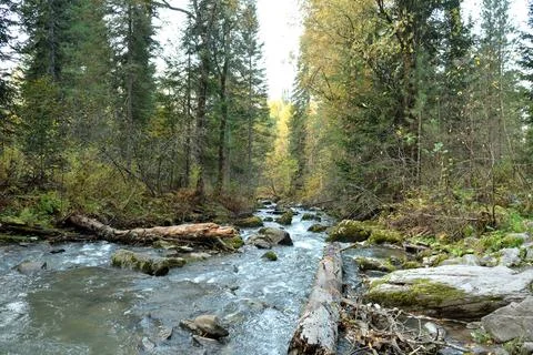Fallen tree trunks and large stones in the bed of a stormy river flowing fr.. Stock Photos