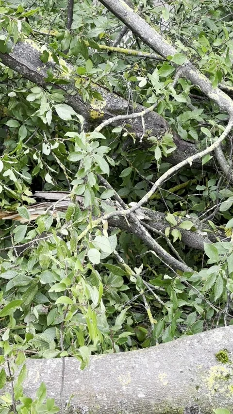 Fallen Tree Trunks and Tangled Branches in Dense Green Foliage, Vertical Video Stock Footage 345043198