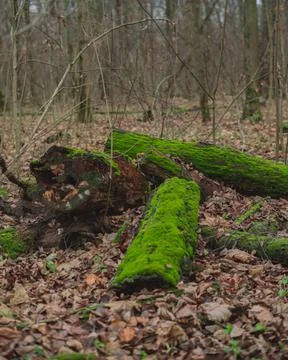 Fallen tree trunks covered with green moss in cold autumn forest wih foliage on Stock Photos