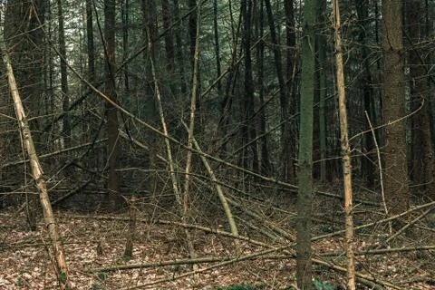 Fallen tree trunks in dense pine forest. Stock Photos