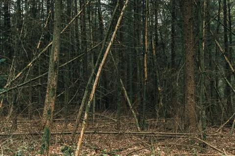 Fallen tree trunks in dense pine forest. Stock Photos