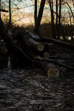 Fallen Tree Trunks in Forest at Golden Hour with Warm Sunset Light Stock Photos