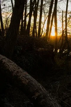 Fallen Tree Trunks in Forest at Golden Hour with Warm Sunset Light Stock Photos