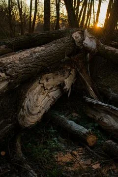 Fallen Tree Trunks in Forest at Golden Hour with Warm Sunset Light Stock Photos