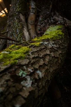 Fallen Tree Trunks in Forest at Golden Hour with Warm Sunset Light Stock-Fotos