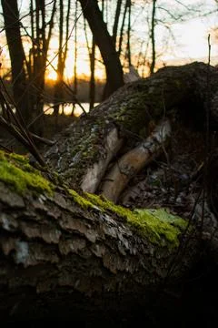 Fallen Tree Trunks in Forest at Golden Hour with Warm Sunset Light Foto stock