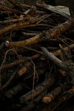 Fallen Tree Trunks in Forest at Golden Hour with Warm Sunset Light Stock Photos