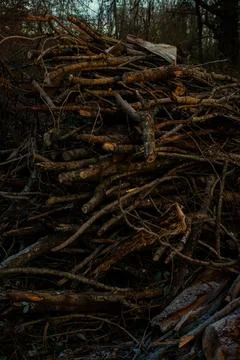 Fallen Tree Trunks in Forest at Golden Hour with Warm Sunset Light Stock Photos